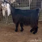 عنز عارضيه خصم