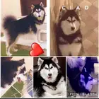 كلاب هاسكي بيور