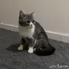 تزاوج قطه