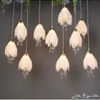 نجفه 8حبات