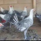 د جاج فيومي سوبر