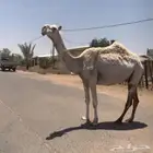 عشراء معها بكره تم البيع