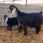 عارضيه طيبه ( تم البيع )