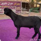 فحل شامي فاخر