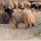 للبيع طليان بريه بلدي طيبه وسعر ممتاز