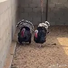 ديك رومي