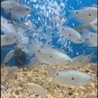 متوفر جميع انواع اسماك الزينة جملة و قطاعي