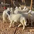 رخال حريات