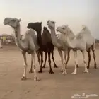 القحات العدد 4 تم البيع