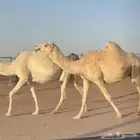 القحات موطي وختها 10 شهور