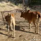 بقره منتوجه
