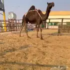 للبيع ضروبه مجهم