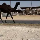 عرض نادر للبيع لقية نادرة