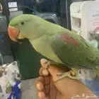 للبيع ببغاء دره نيبالي اليف