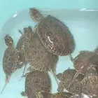 سلاحف صغير