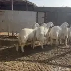 7 رخال حريه فواخر يا مدور المقنوي(تم البيع)