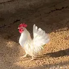 ثلاثة ديوك الون ابيض النوع صيني للبيع على السوم