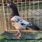 حمام بكستاني للبيع