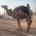 رحول خلفه طوع تم البيع