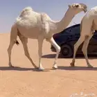 بكره لقحه ملاقي وضحى عشرا خفوت ضريبه ضروبه معشر خلفه