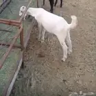 تيس بيشي شحم