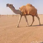 للبيع قعود كفو