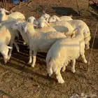 طليان ورخال ذبايح شحم ولحم متوفر تابي