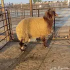 مشالله ذبايح نعيم