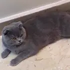 قطط سكوتش للتزاوج
