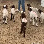 دواغير نعيم