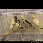 طيور كروان للبيع