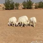 رخال العدد 6