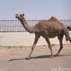 عشراء بكر هديه شرط.تم البيع