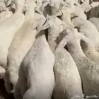 بهم تربيه من ثلاث الي شهرين ونصف