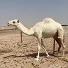 قعدان للبيع الحوميات