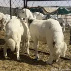 خرفان طيبه وسمان (هرافي )