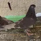 حمام قطايف حمر شي طيب