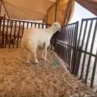 فحل مشروط فاخر نادر حرش العمر 7 شهور