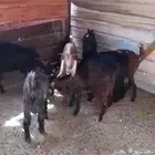 غنم جديان للبيع