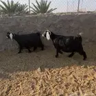 غنم معزا عوارض دفيع وصل ومضاريع العدد 28فيها جفار جذعات10