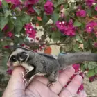 سناجب طائره اليفه ماتعرف العض