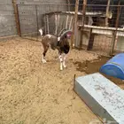 ولد الوعل
