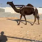 للبيع ضروبة كفو