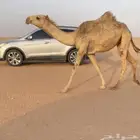 بكره شقحاء