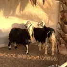 ثلاث شياه نجد جروم طيبه