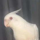 تبني الي عنده طير مايحتاجة انا اخذه منه اجي لعند باب بيتك