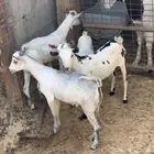2تيوس 2جفار ظهورها فل
