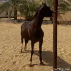 فرس عليها مهر