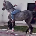 عسف خيول باقل سعر