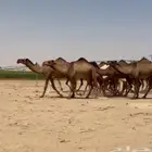 ذود ابل صفر اشباب وطيبه للبيع